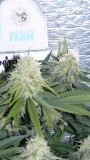 buds 018