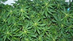 drobes 03 10 22 006