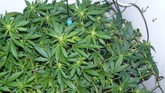 drobes 03 10 22 007
