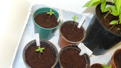 drobes 03 10 22 011