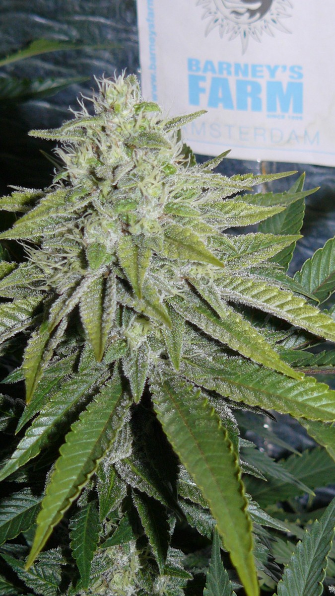 drobes 03 10 22 017