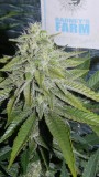 drobes 03 10 22 017