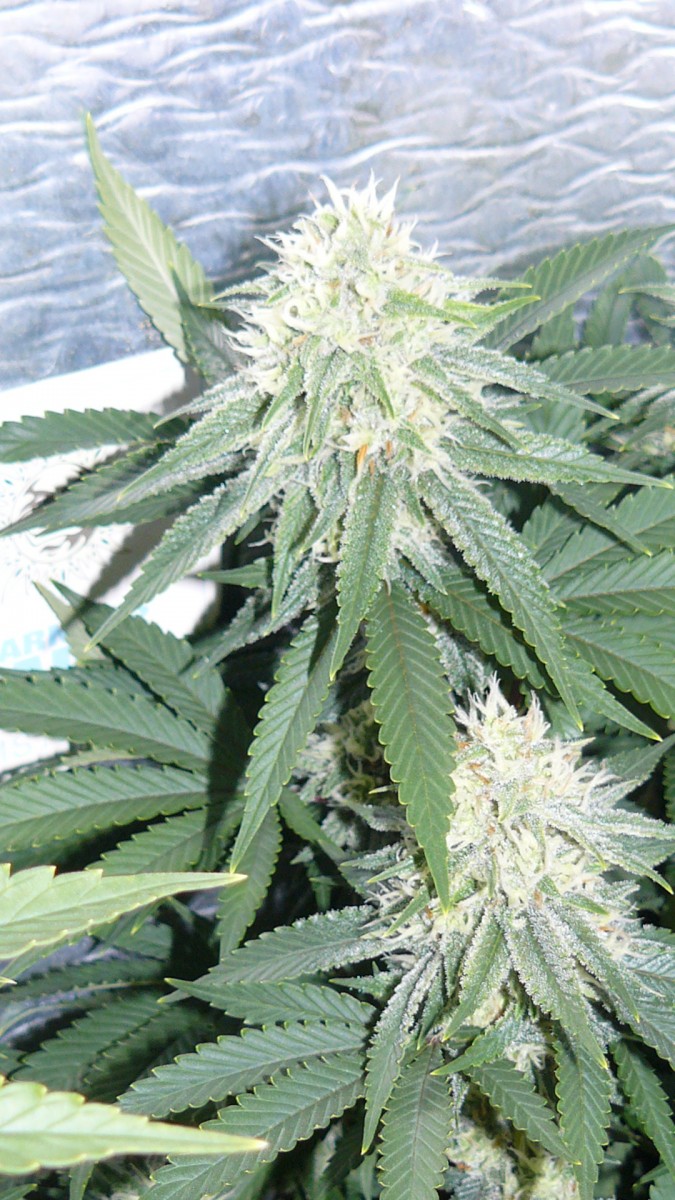 drobes 03 10 22 024