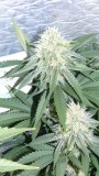 drobes 03 10 22 024