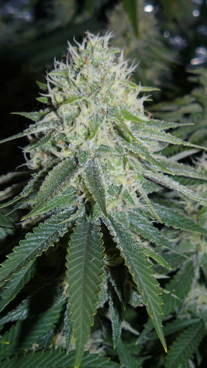 drobes 03 10 22 025