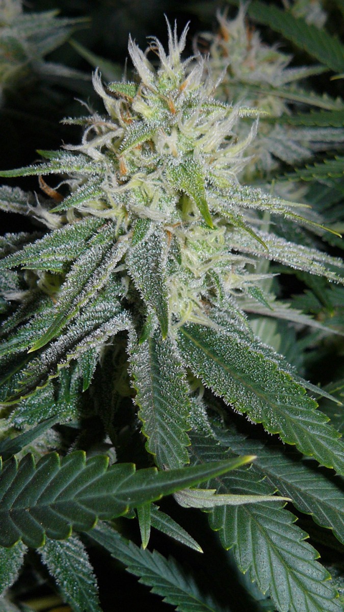 drobes 03 10 22 026