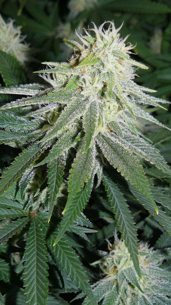 drobes 03 10 22 027