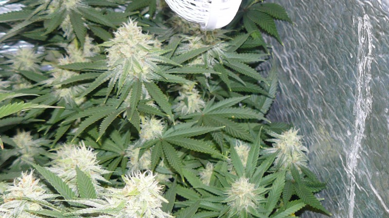 drobes 03 10 22 029