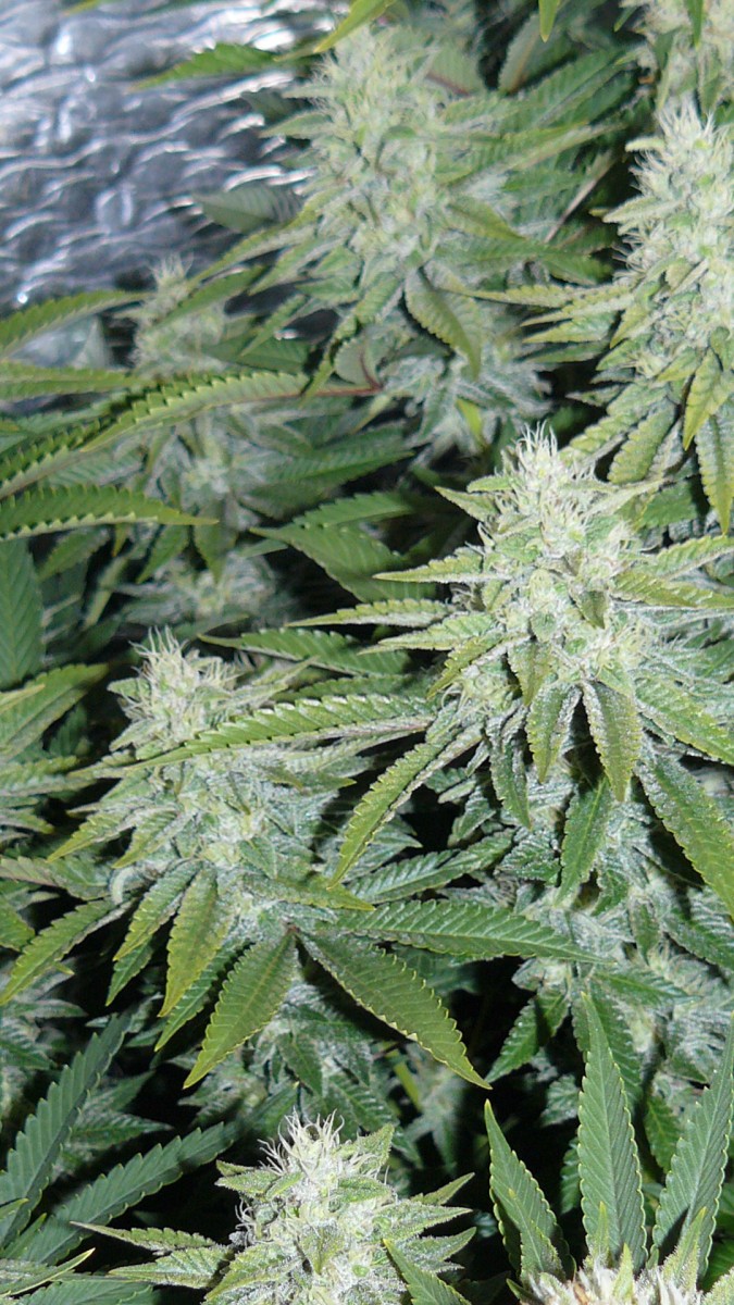 drobes 03 10 22 030
