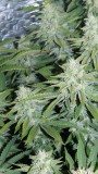 drobes 03 10 22 030