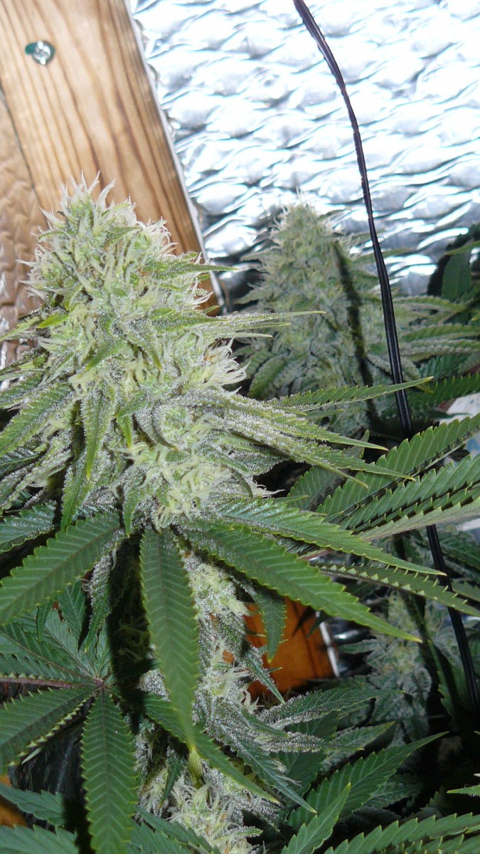 drobes 03 10 22 031