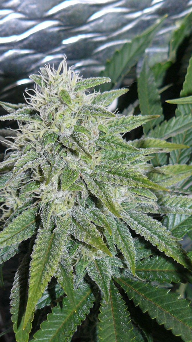 drobes 03 10 22 032