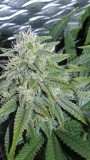 drobes 03 10 22 032