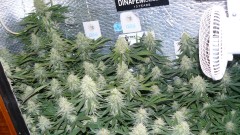 drobes 03 10 22 034