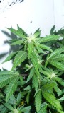 drobes 07 10 22 007