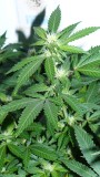 drobes 07 10 22 011