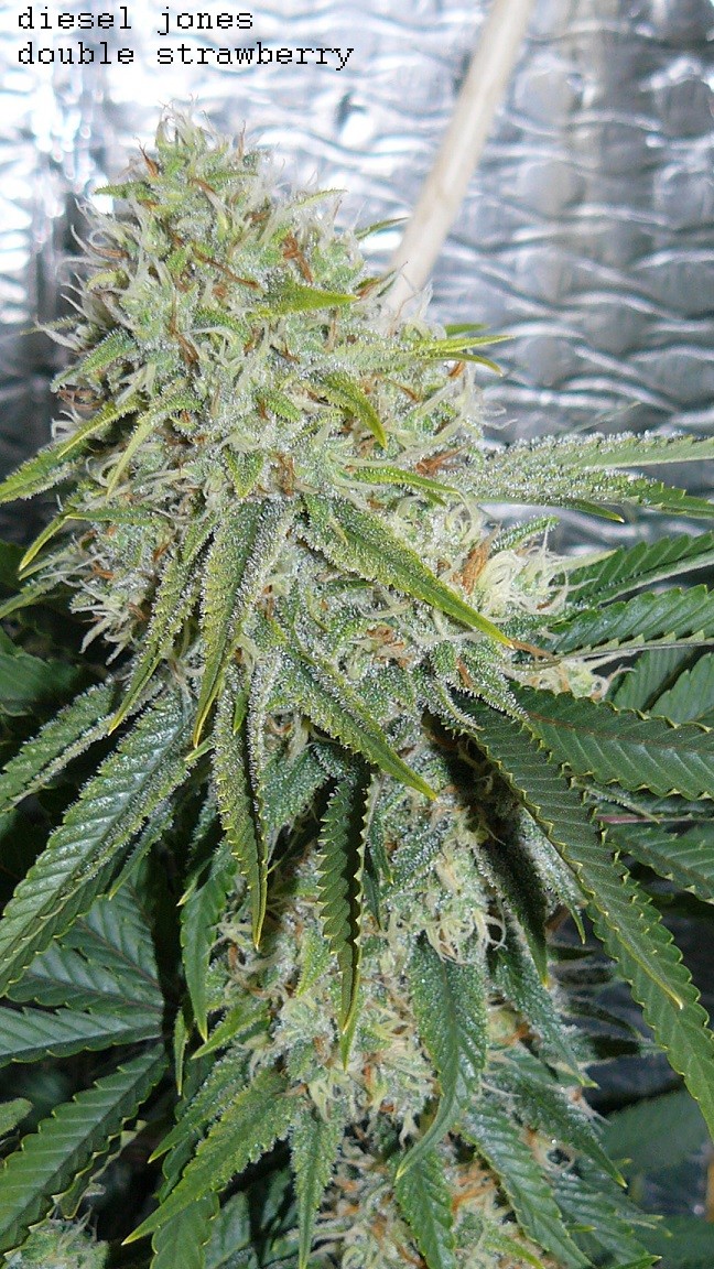 drobes 07 10 22 022