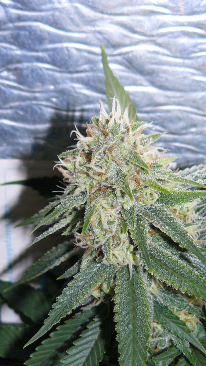 drobes 07 10 22 025