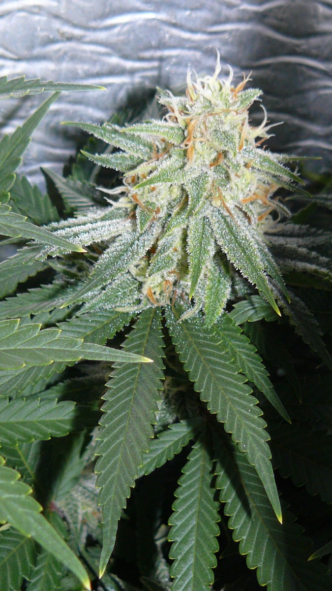 drobes 07 10 22 026