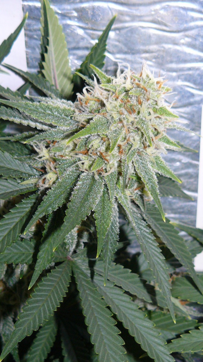 drobes 07 10 22 028