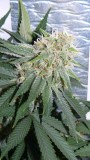 drobes 07 10 22 028