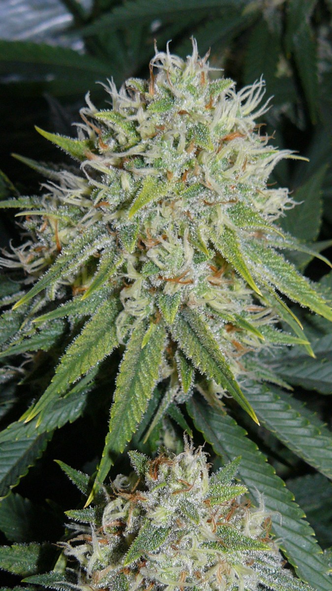 drobes 07 10 22 029