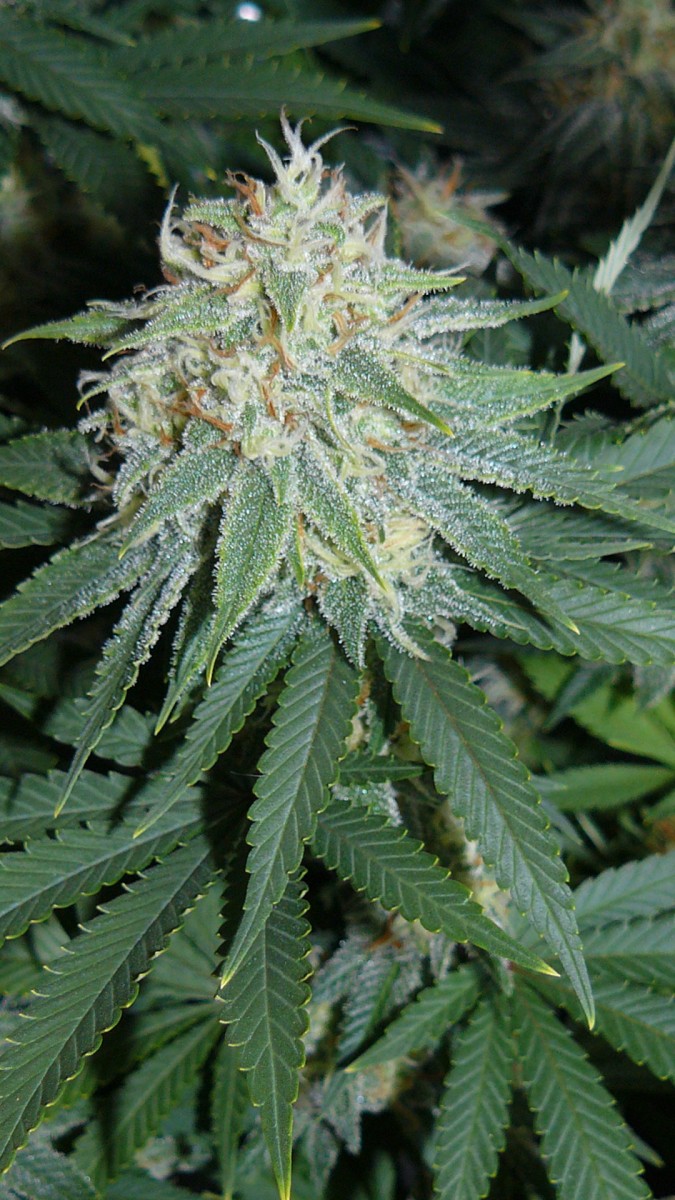 drobes 07 10 22 030