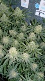 drobes 07 10 22 038