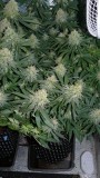 drobes 07 10 22 041