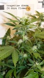 drobes 11 10 22 004