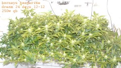 drobes 11 10 22 007