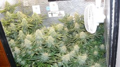drobes 11 10 22 029