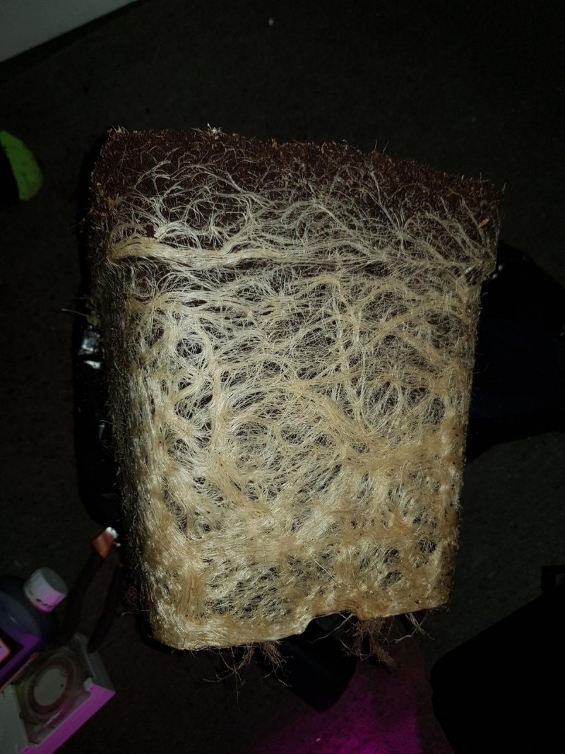 Roots