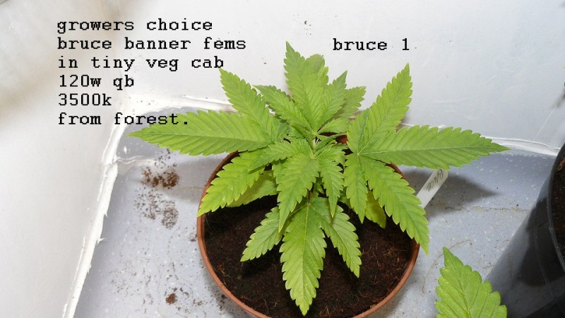 drobes 20 10 22 017