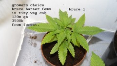 drobes 20 10 22 017
