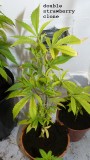 drobes 20 10 22 022