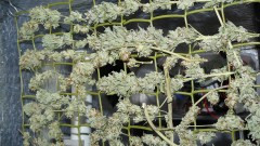 drobes 20 10 22 030
