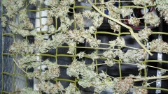 drobes 20 10 22 031