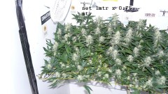 drobes 24 10 22 002