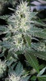 drobes 24 10 22 006