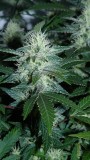 drobes 24 10 22 014