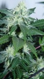 drobes 24 10 22 016
