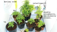 drobes 24 10 22 036