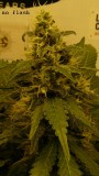 drobes 31 10 22 003