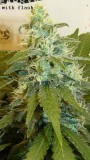 drobes 31 10 22 004
