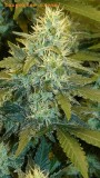 drobes 31 10 22 006