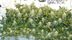 drobes 31 10 22 008