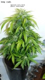 drobes 31 10 22 019