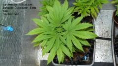 drobes 06 11 22 001