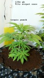 drobes 06 11 22 010